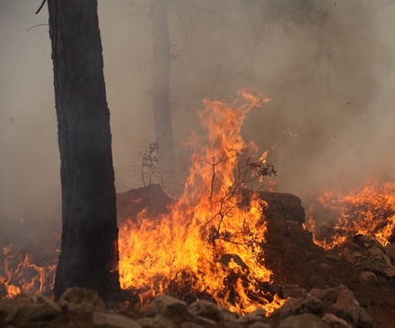 שריפה ביער עמינדב. צילום: ארכיון הצילומים של קקל