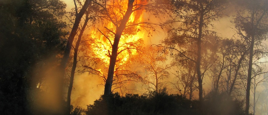 שריפת יער. צילום: ניר הר, ארכיון הצילומים של קקל