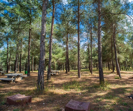 יער בלפור. צילום: סוכנות ג'יני, ארכיון הצילומים של קקל