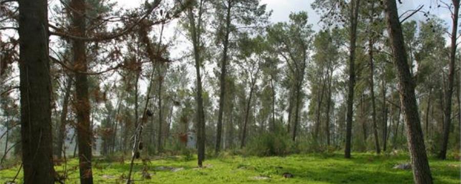 יער בן שמן. צילום: ששון תירם, ארכיון הצילומים של קקל