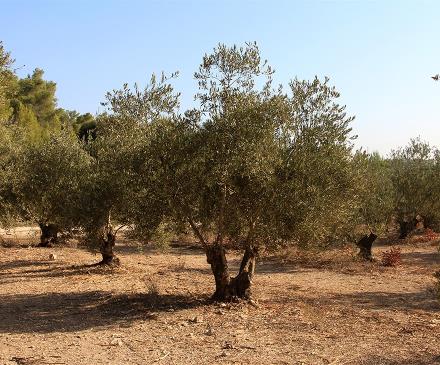 חורש נמוך. צילום: יעקב שקולניק, ארכיון הצילומים של קקל
