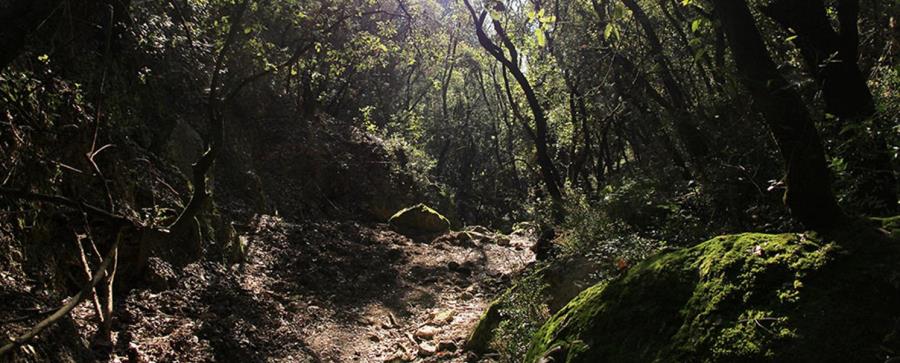 אווירת חורש קסומה בנחל הבאר. צילום: יעקב שקולניק, ארכיון הצילומים של קקל