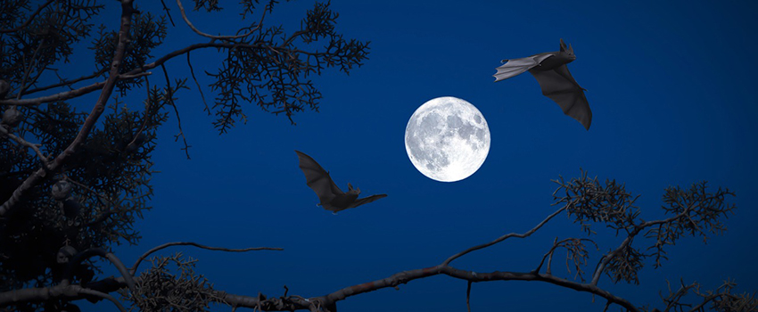 לעטלף קול דומה לציוץ ציפורים,אולם נדיר לשמוע אותו בשטח הפתוח. תמונה: Angeles Balaguer from Pixabay