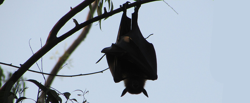 היכולת לישון הפוך היא רק אחת מההתנהגויות המרתקות של העטלפים. צילום: Vijaya narasimha from Pixabay