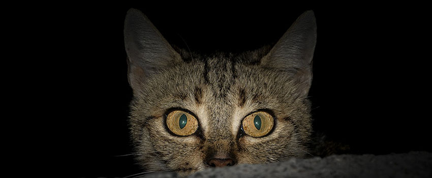 להכיר את קולות הלילה, להסביר מהם ולדעת לחקות אותם. צילום: Isa KARAKUS from Pixabay