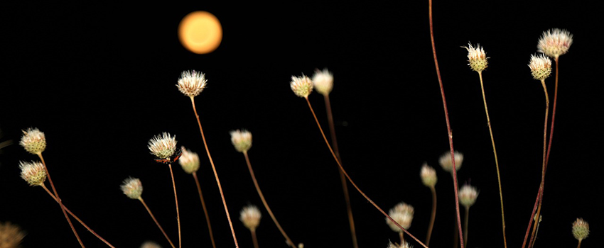 פרחי הלילה יהיו בדרך כלל לבנים כדי שהחרקים יוכלו לראותם. צילום: ekrem from Pixabay