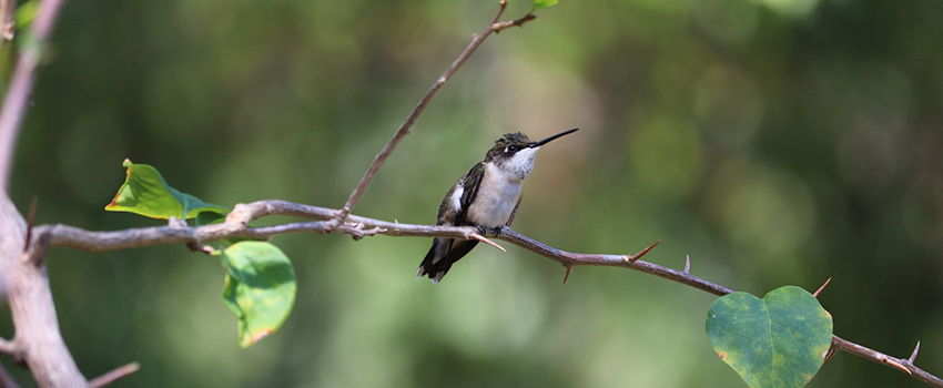 ציפורי שיר נודדות בלילה לבד, מעל אזורים קרירים. צילום: George from Pixabay