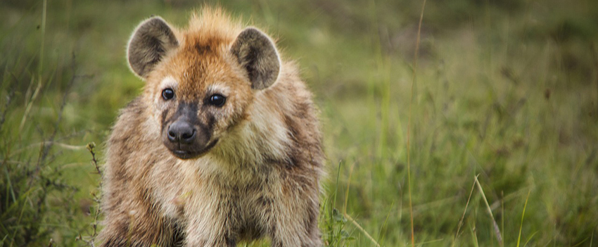 חיה מפחידה שהפכה למוגנת. צילום:  Alp Cem from Pixabay