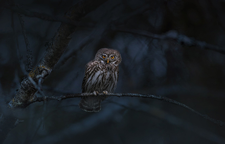 דורס לילי. תמונה: Erik Karits from Pixabay