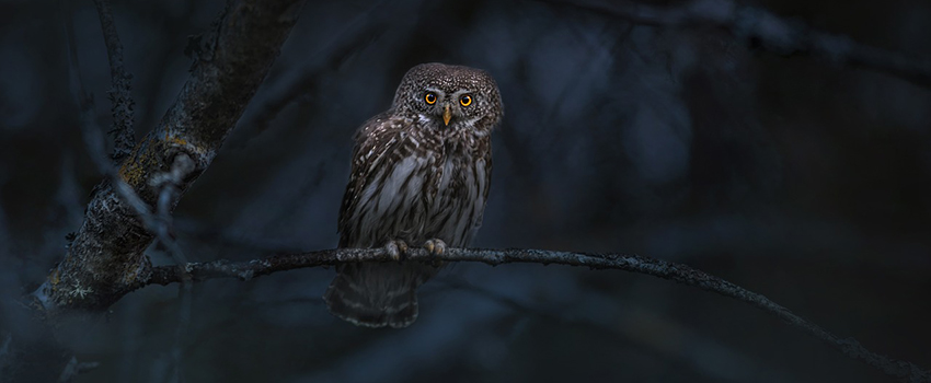 לדורסי הלילה יכולות מרתקות לצוד בחשיכה מוחלטת. תמונה: Erik Karits from Pixabay