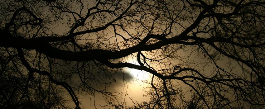 בלילה העצים נושמים. צילום:  Jan W. from Pixabay