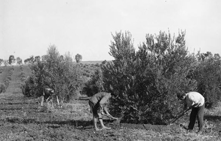 צעירים מטפלים בעצי זית בחולדה בשנת 1928. צילום: יוסף שוויג, ארכיון הצילומים של קק"ל
