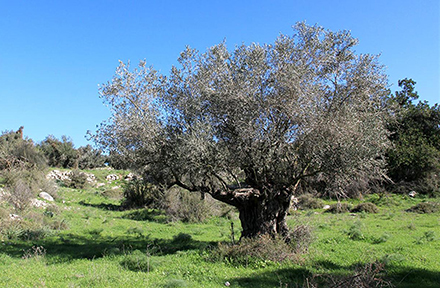 עץ זית עתיק. צילום: יעקב שקולניק, ארכיון הצילומים של קק"ל
