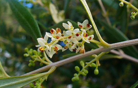 תפרחת ופירות זית צעירים