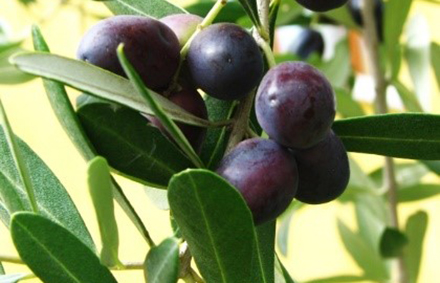 עלי זית ופירות בשלים