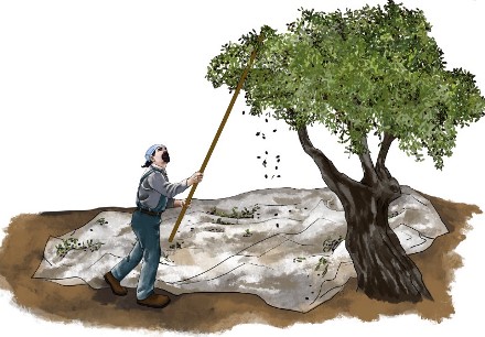 מסיק זיתים בנקיפה