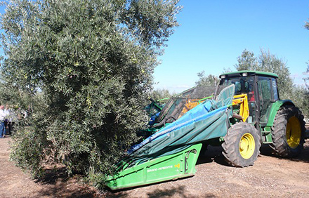 ניעור זיתים ממוכן. צילום: Marga Reig from Pixabay