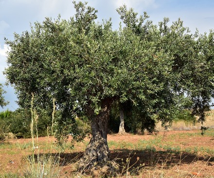 עץ זית. צילום: pixabay