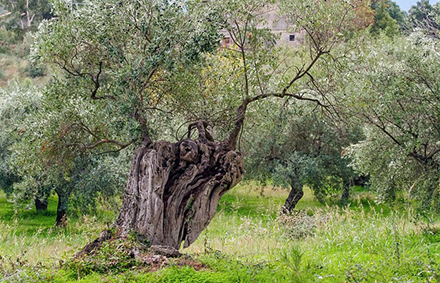 עץ זית בעל מבנה חלול אופייני. צילום:  Valter Cirillo, Pixabay