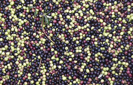 זיתים בשלבי הבשלה שונים. צילום: chrini from Pixabay