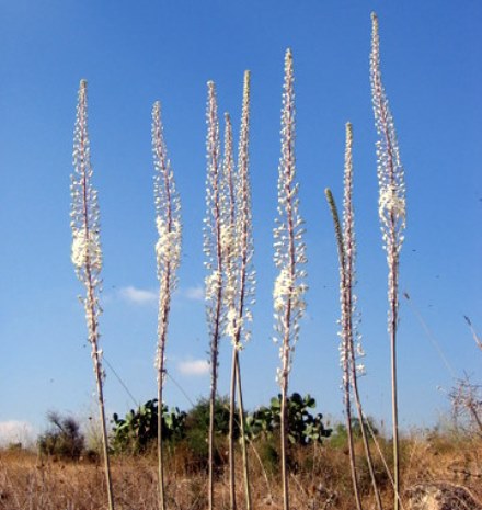 פורחים עם השנה החדשה. חצבים.
צילום: ארכיון הצילומים של קקל