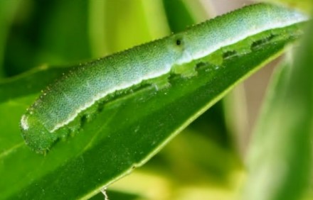 תחפושות לילדים