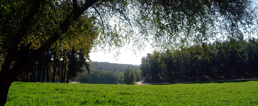 יער בן שמן. צילום: אבי חיון, ארכיון הצילומים של קקל
