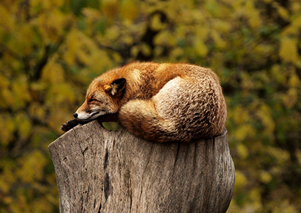 שועל נח על גזע עץ. צילום: pixabay