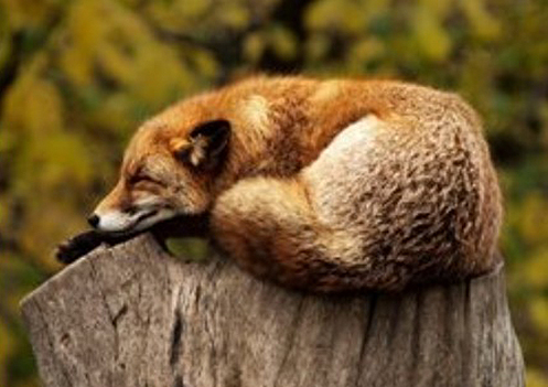 שועל ישן. צילום: pixabay