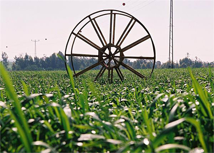 גלגל השקיה בשדה תירס. צילום: יעל אילן, ארכיון הצילומים של קק"ל