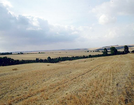 שדה חיטה בנגב. צילום: ארכיון הצילומים של קק"ל