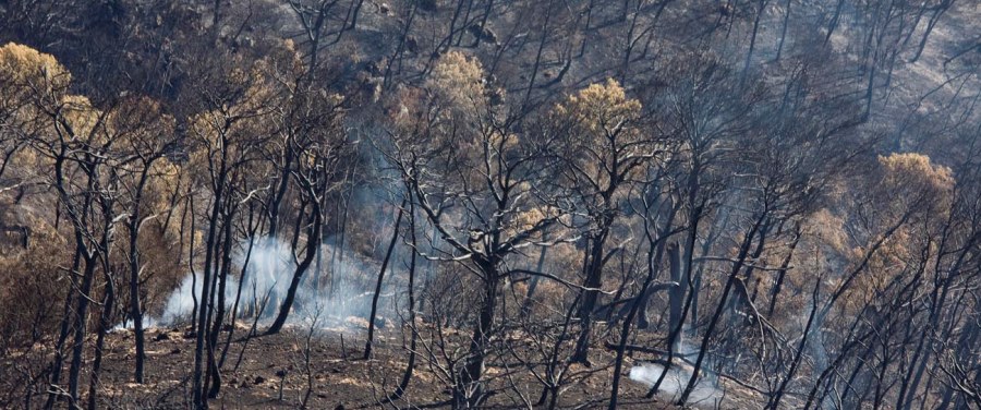 כיצד פוגעת השריפה בטבע ובבני האדם? שריפה בכרמל. צילום אוויר: אלבטרוס, ארכיון הצילומים של קקל