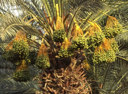 תמרים על עץ דקל. צילום: אבי הירשפילד, ארכיון הצילומים של קקל