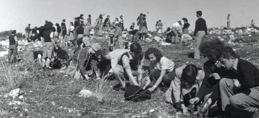 נטיעות בחיפה, 1950. צילום: רודולף יונס, ארכיון הצילומים של קקל