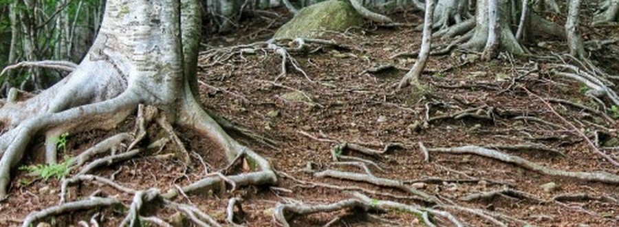 האם אנחנו שורשים? צילום: pixabay