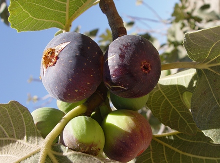 תאנים ביער יתיר. צילום: יורם גולדרינג, ארכיון הצילומים של קקל