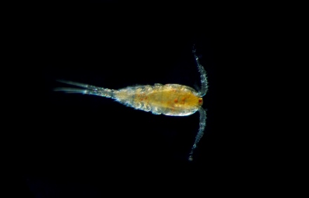 מה אורכו של הציקלופס? צילום: לירון גורן