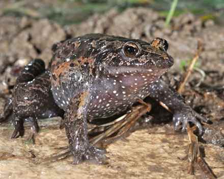 צפרדע נדירה. עגולשון. צילום: עוז ריטנר