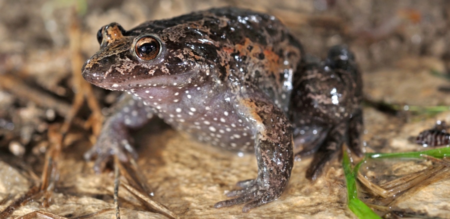 עגולשון. צילום: עוז ריטנר