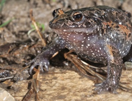 עגולשון. צילום: עוז ריטנר