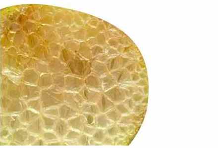 ארנכימה (רקמת האוורור של הצמחים בבריכה)