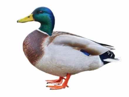 ברכייה. צילום: עינבר שלומית רובין