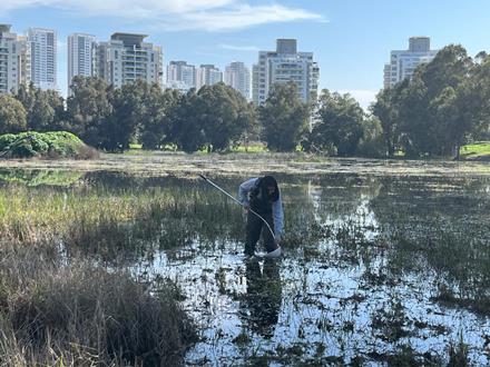 השטחים הפתוחים מצטמצמים