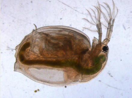 דפנייה. צילום: לירון גורן