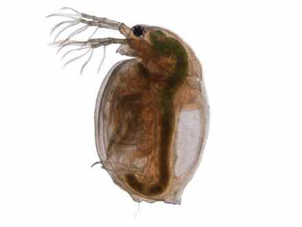 דפנייה. צילום: לירון גורן