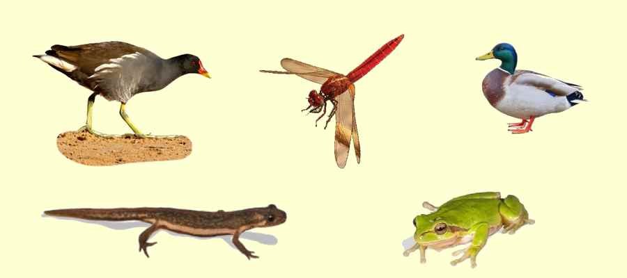 צילום: ליאור אלמגור, עינבר שלומית רובין, אורן אוסטר, עוז ריטנר, אייל ברטוב