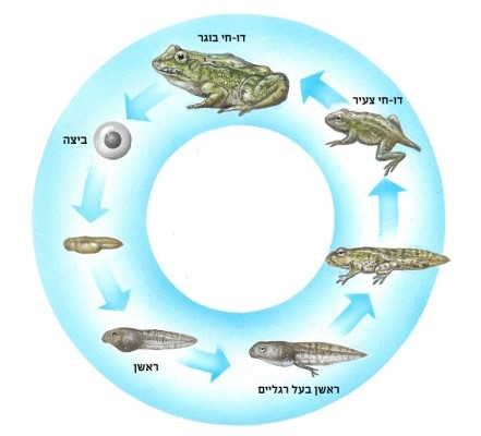 מחזור החיים של דו-חי חסר זנב