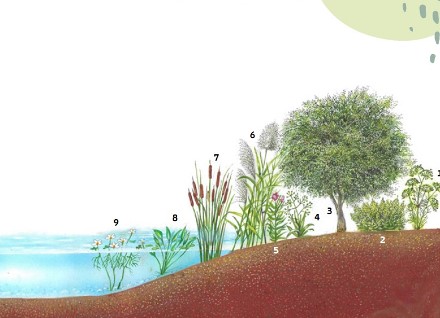 חיגור הצומח בבריכה