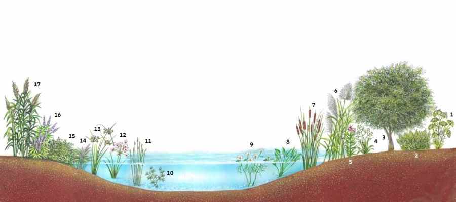 חיגור צומח בבריכת חורף