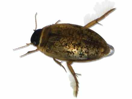 חיפושית שחיינית. צילום ליאור גורן